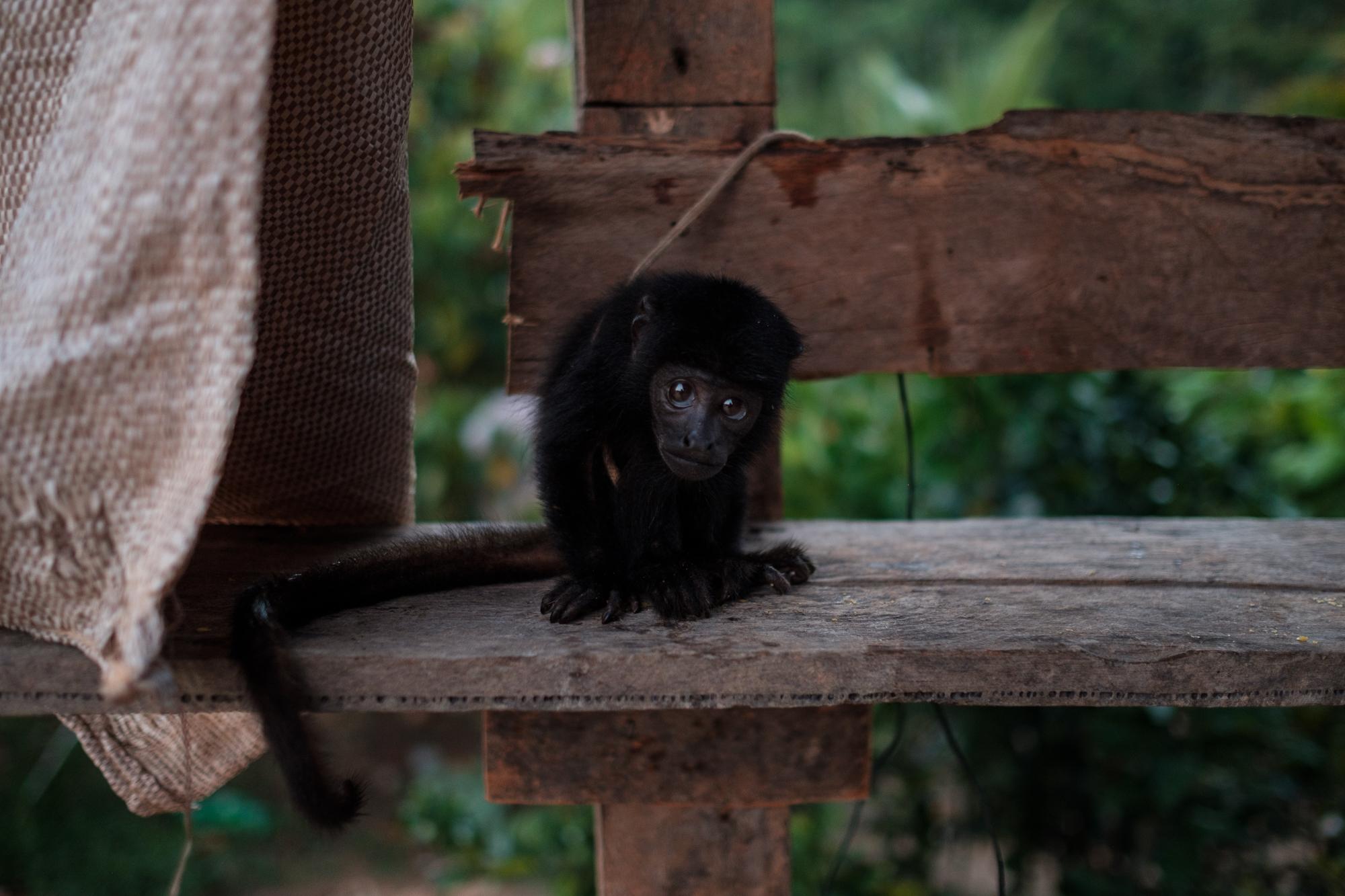 Belo Sun - A captive howler monkey in the non-demarcated indigenous...