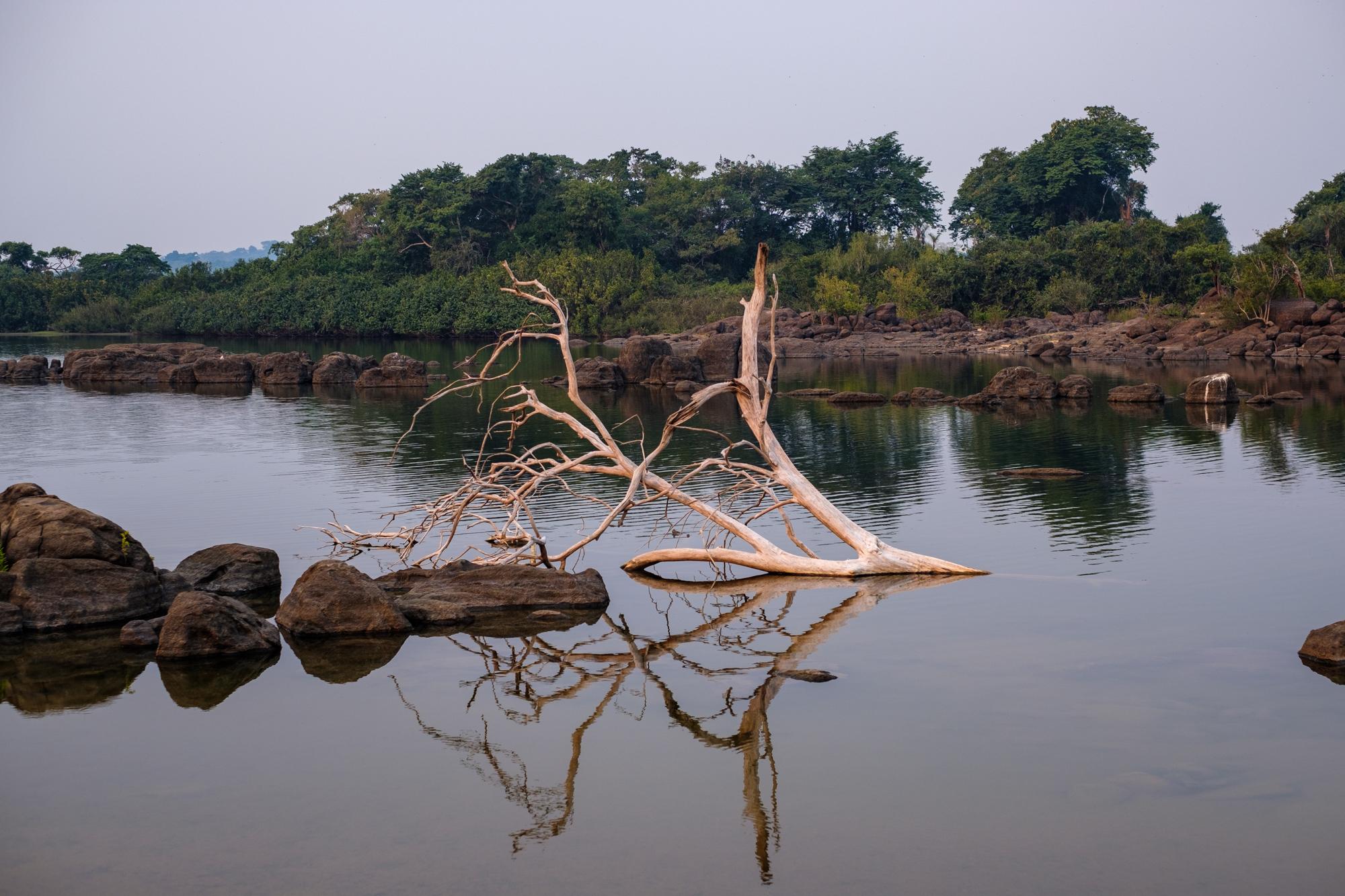 Belo Sun - A dead tree washed downriver after the construction of...