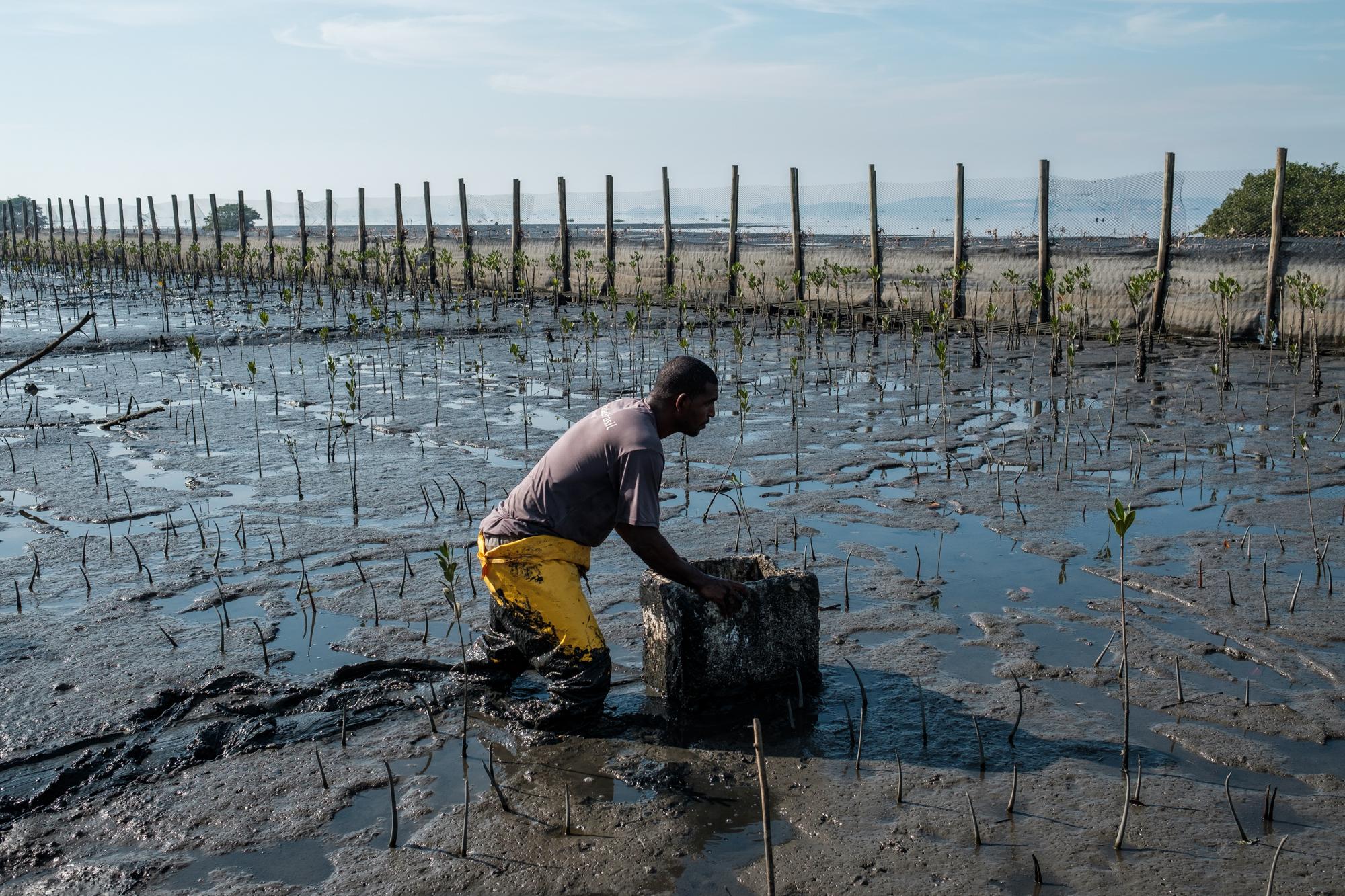 Baía Viva - A worker for a local gas company plants mangroves as part...