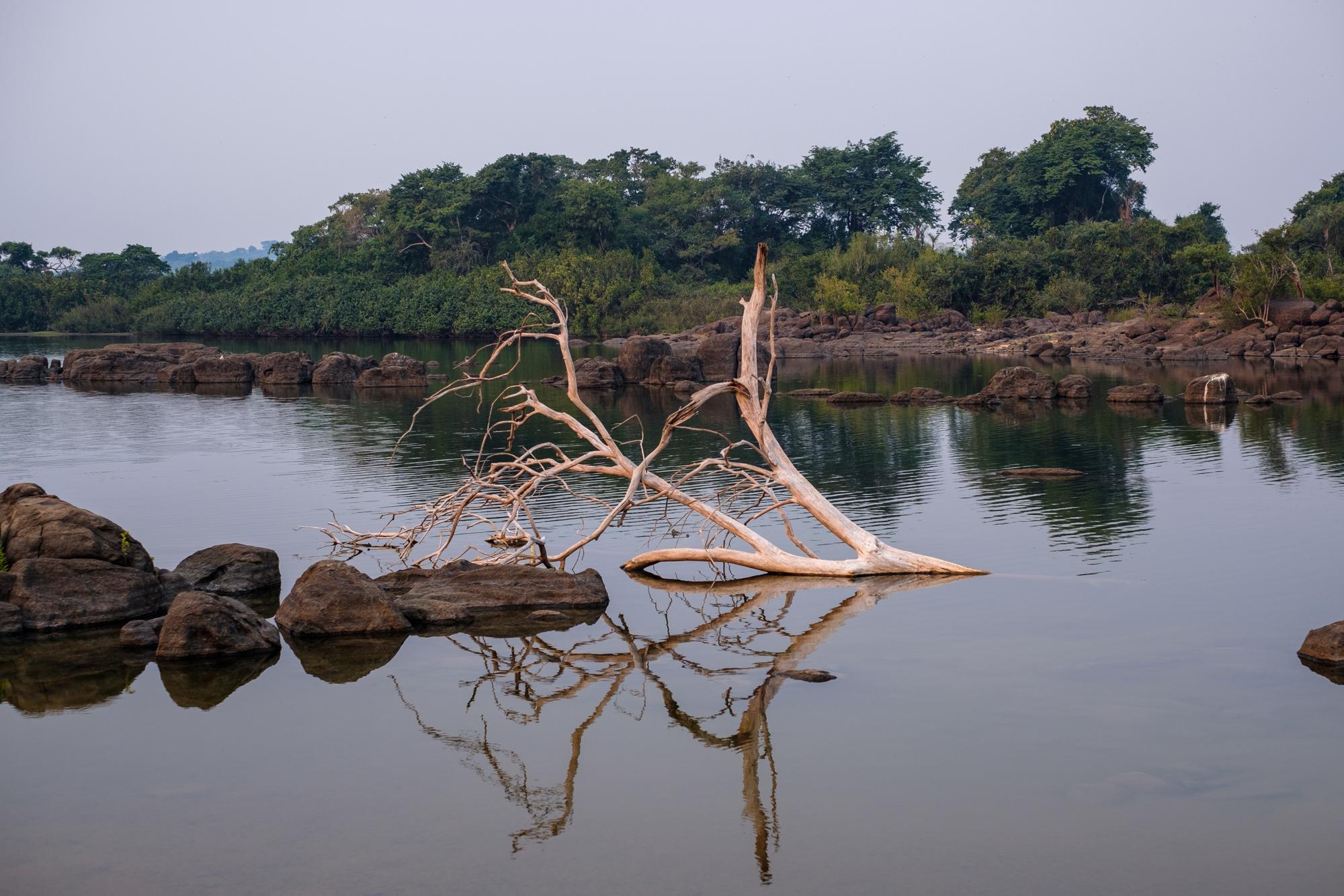 A dead tree washed downriver after the construction of the Belo Monte dam on the Xingu River, near Altamira in Par&aacute; state, Brazil,...