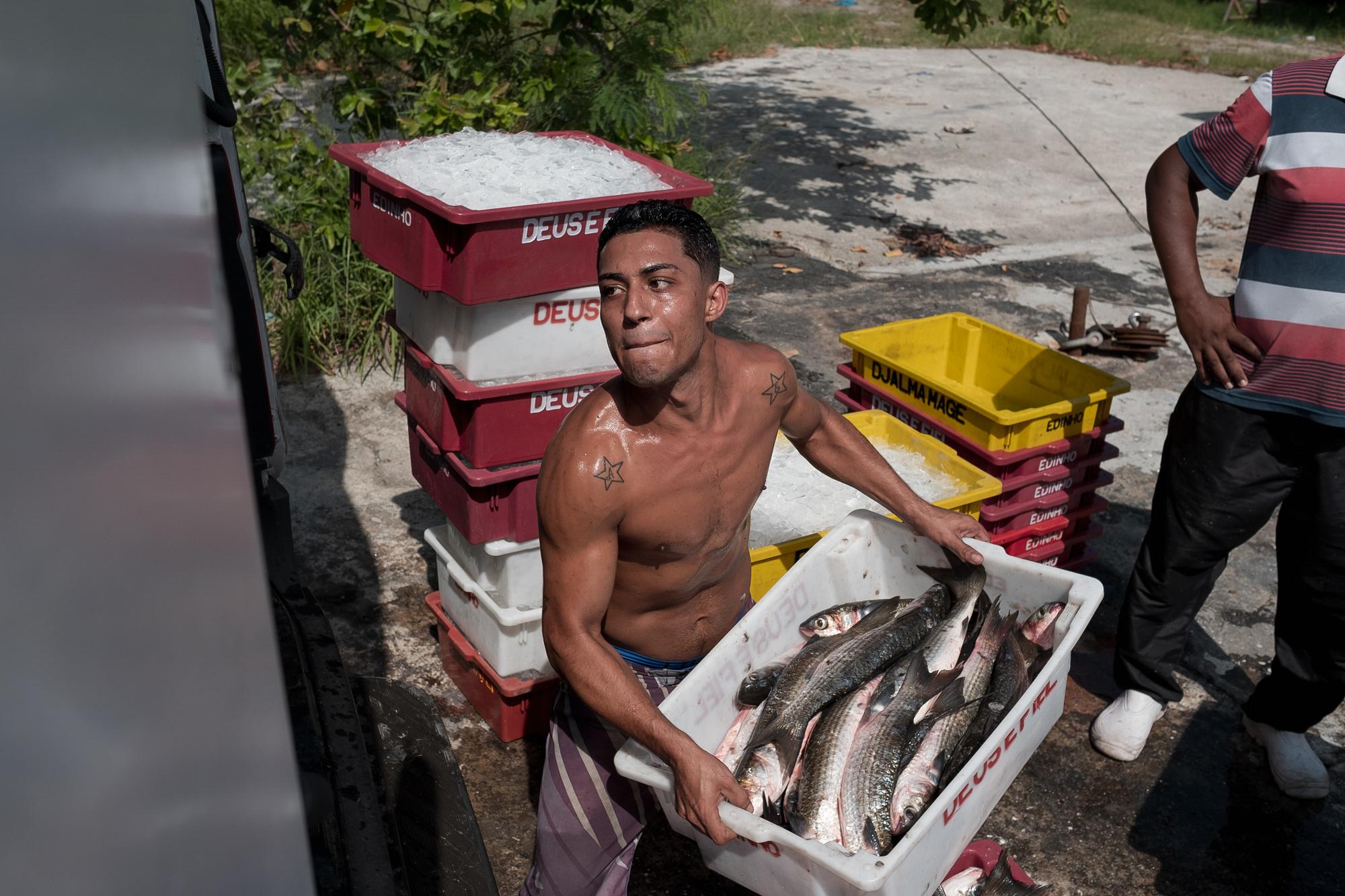 Once sorted and weighed, the fish are taken to markets on an air-conditioned truck. Most...