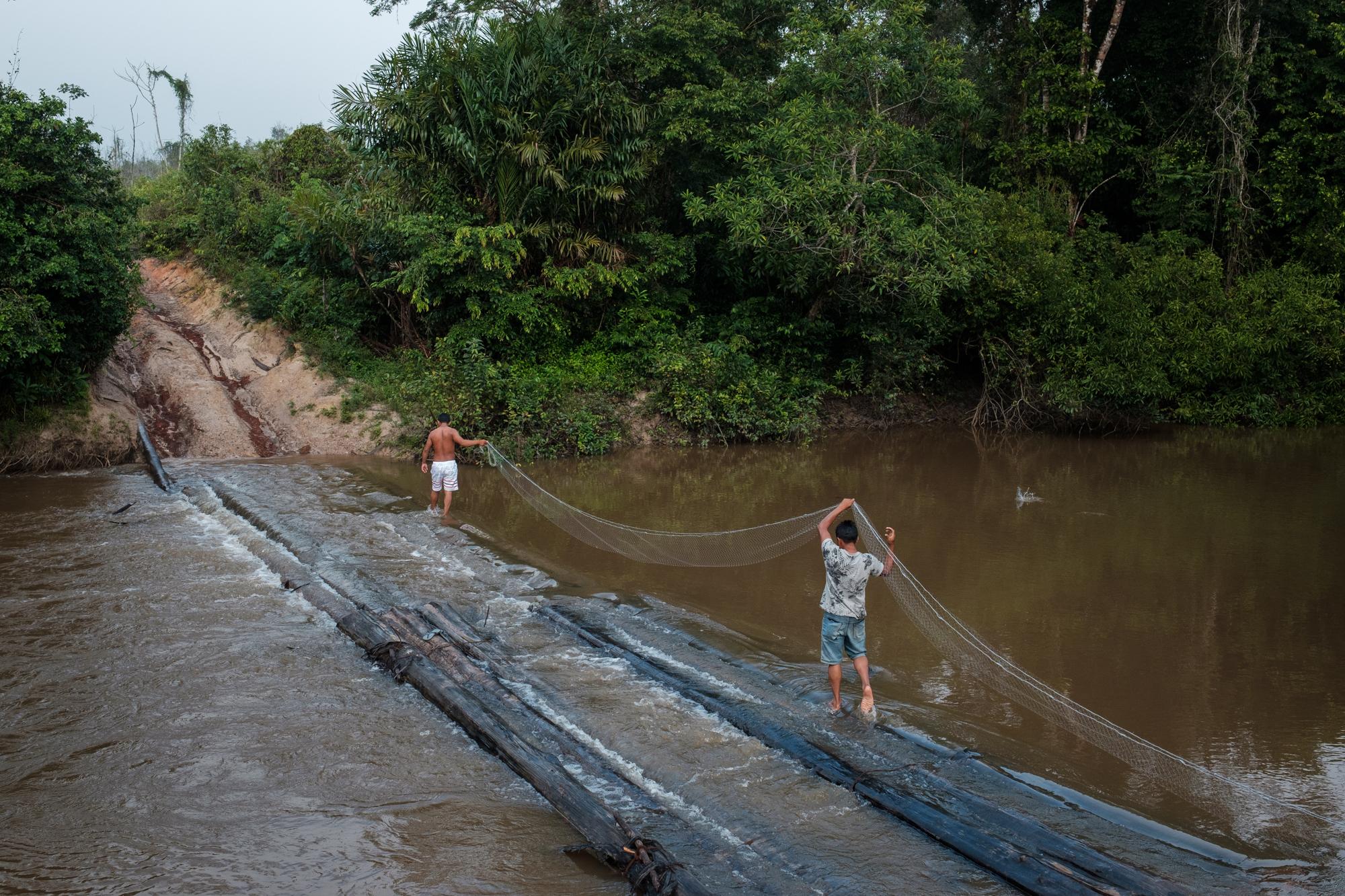 Members of the Ka'apor Self-Defence Guard set up a fishing net on the Hola river from a bridge built by loggers made from felled rainforest...