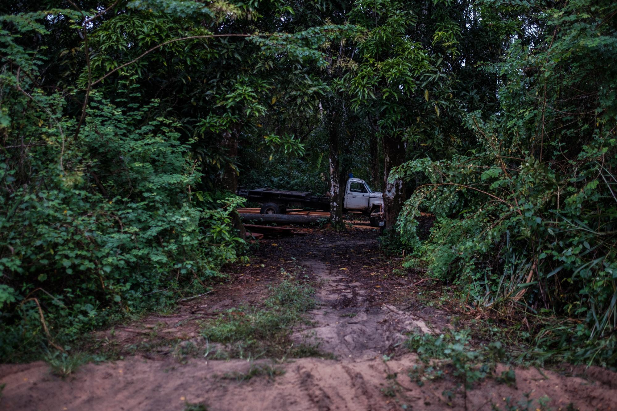 The Last Forest - Logging vehichles and felled tree trunks lie hidden under...
