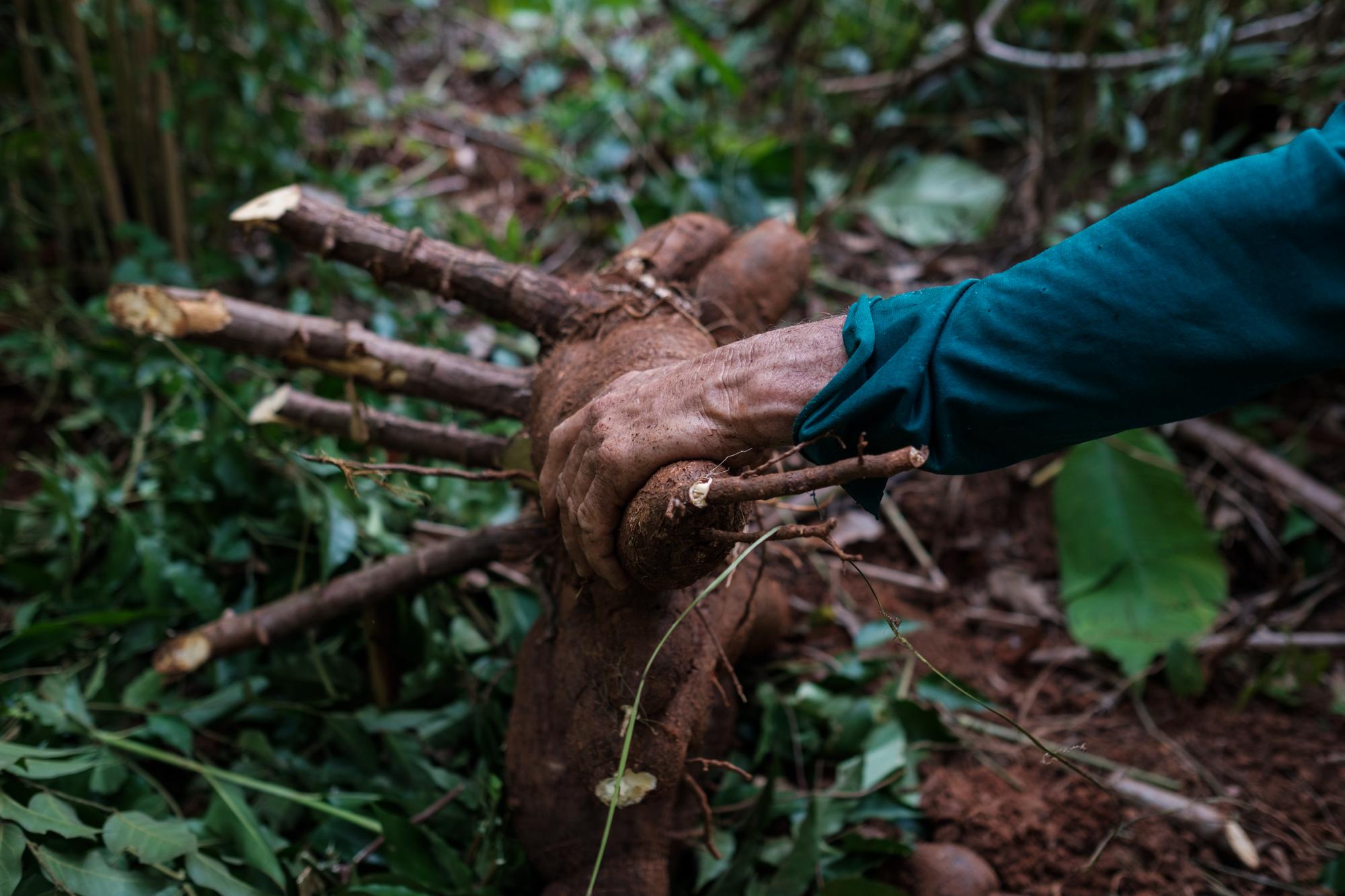 Belo Sun - Manioc being harvested to make flour (farinha) from a...