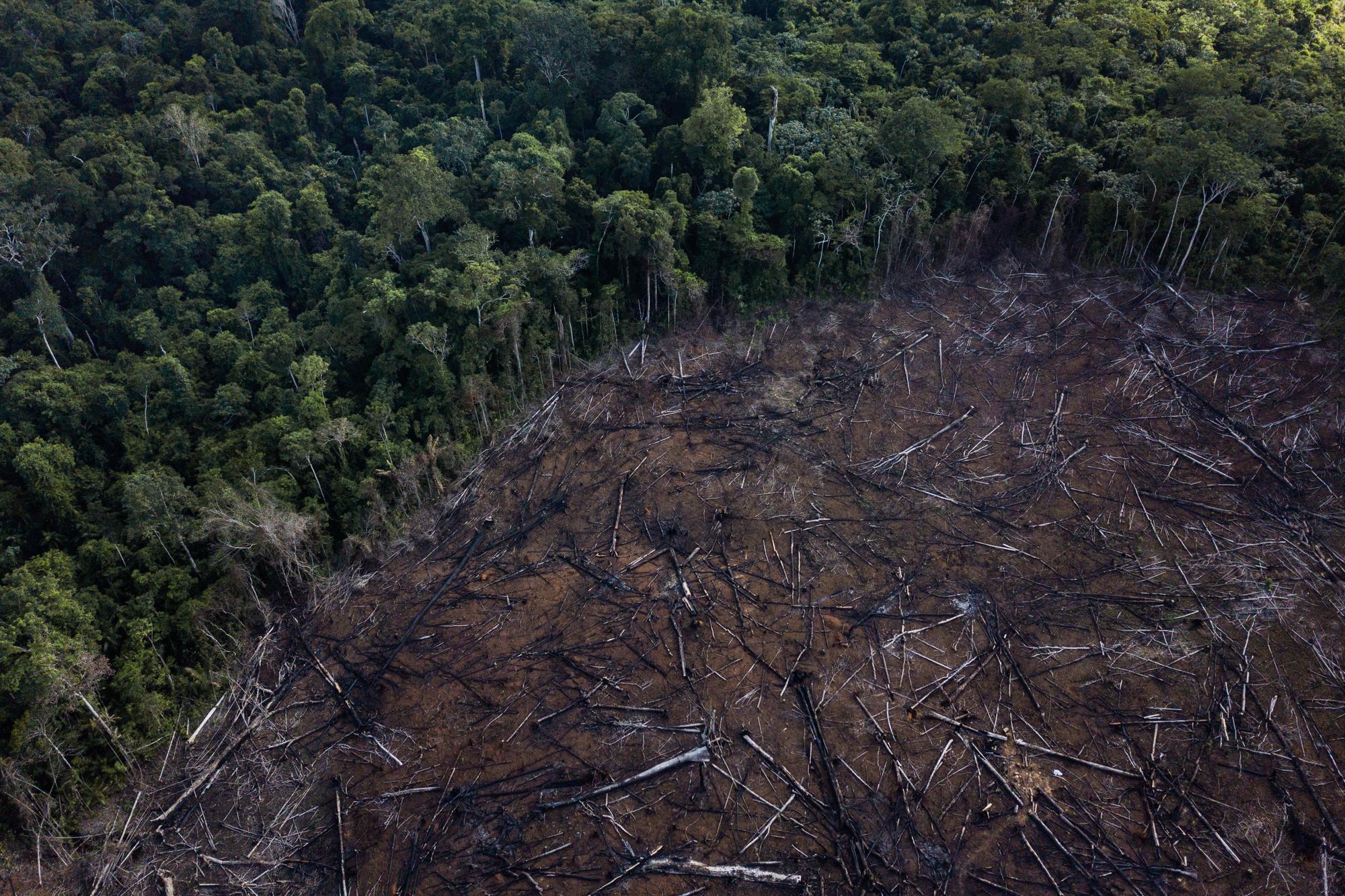 Belo Sun - A patch of deforested rainforest near the Vila da...
