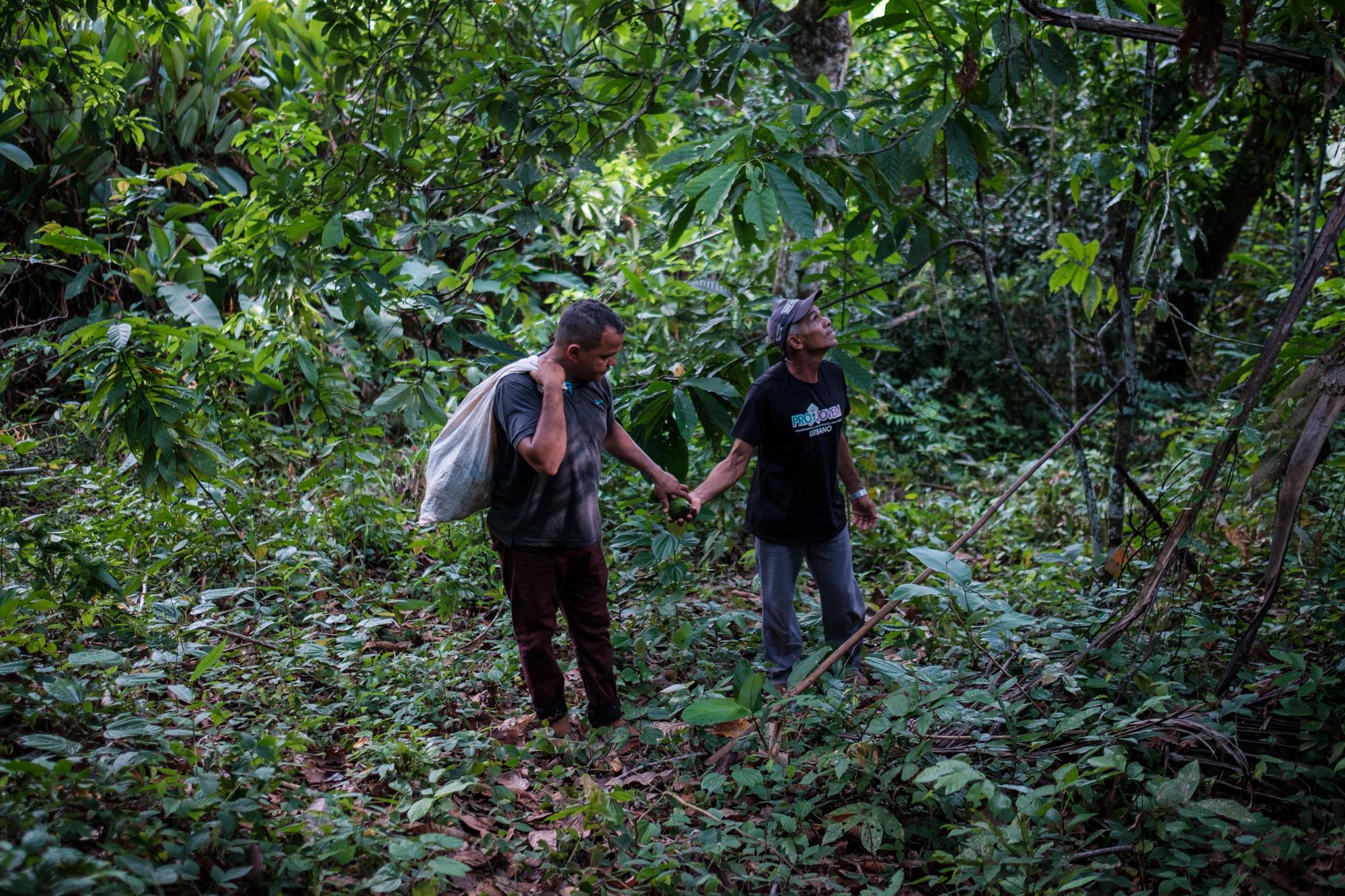 Belo Sun - Idglan and his father, José, harvest avocado from...