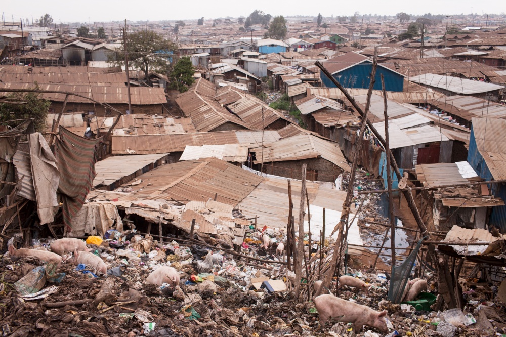 Pigs rummage through heaps of g.... Nairobi, Kenya. July 7, 2013.