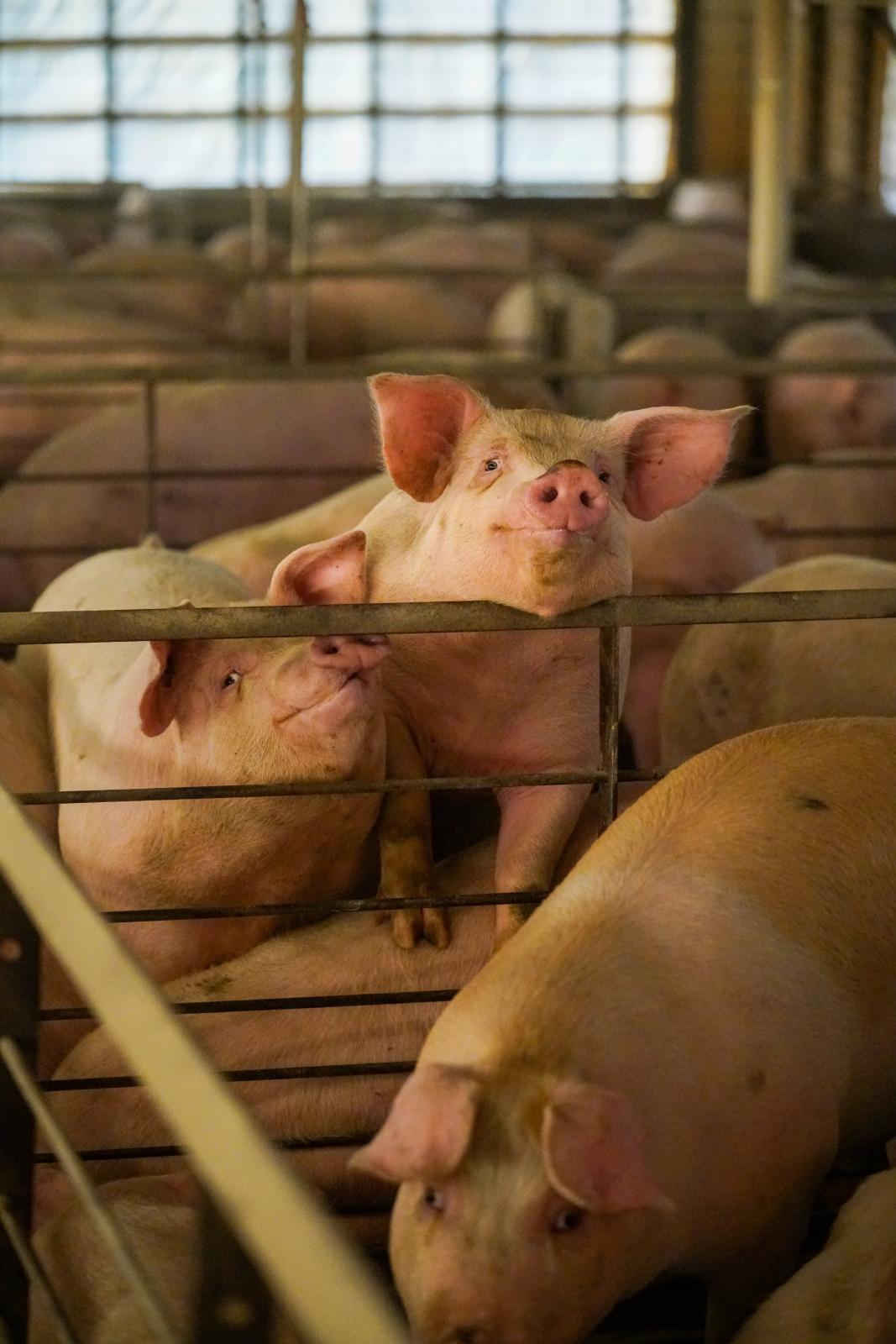 BioGas  - Hogs photographed on Butler Farms on March 15, 2022....