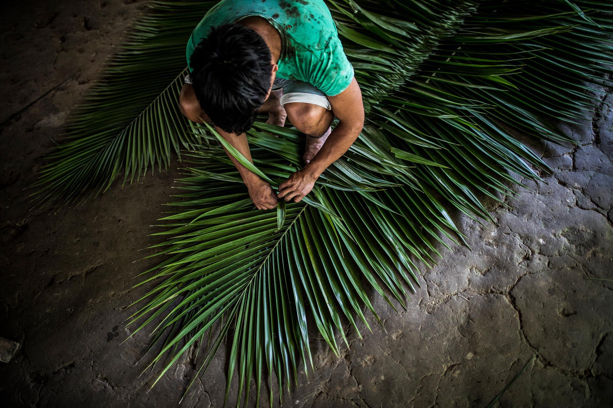 Ecuador, the living forest - The palm tree is useful all the way. There are many...