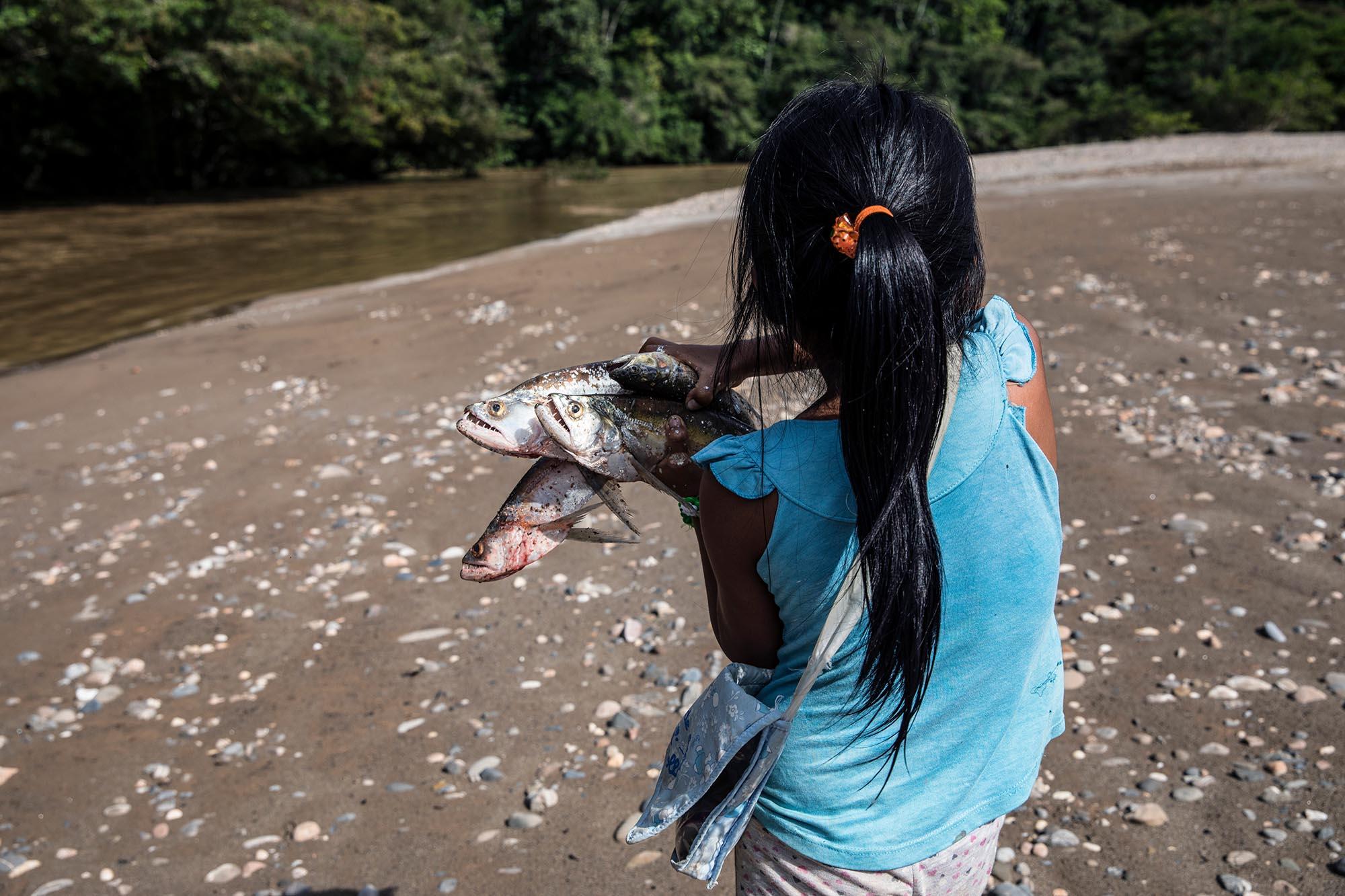 Ecuador, the living forest - Jade is carrying the fishing of the day. Children...