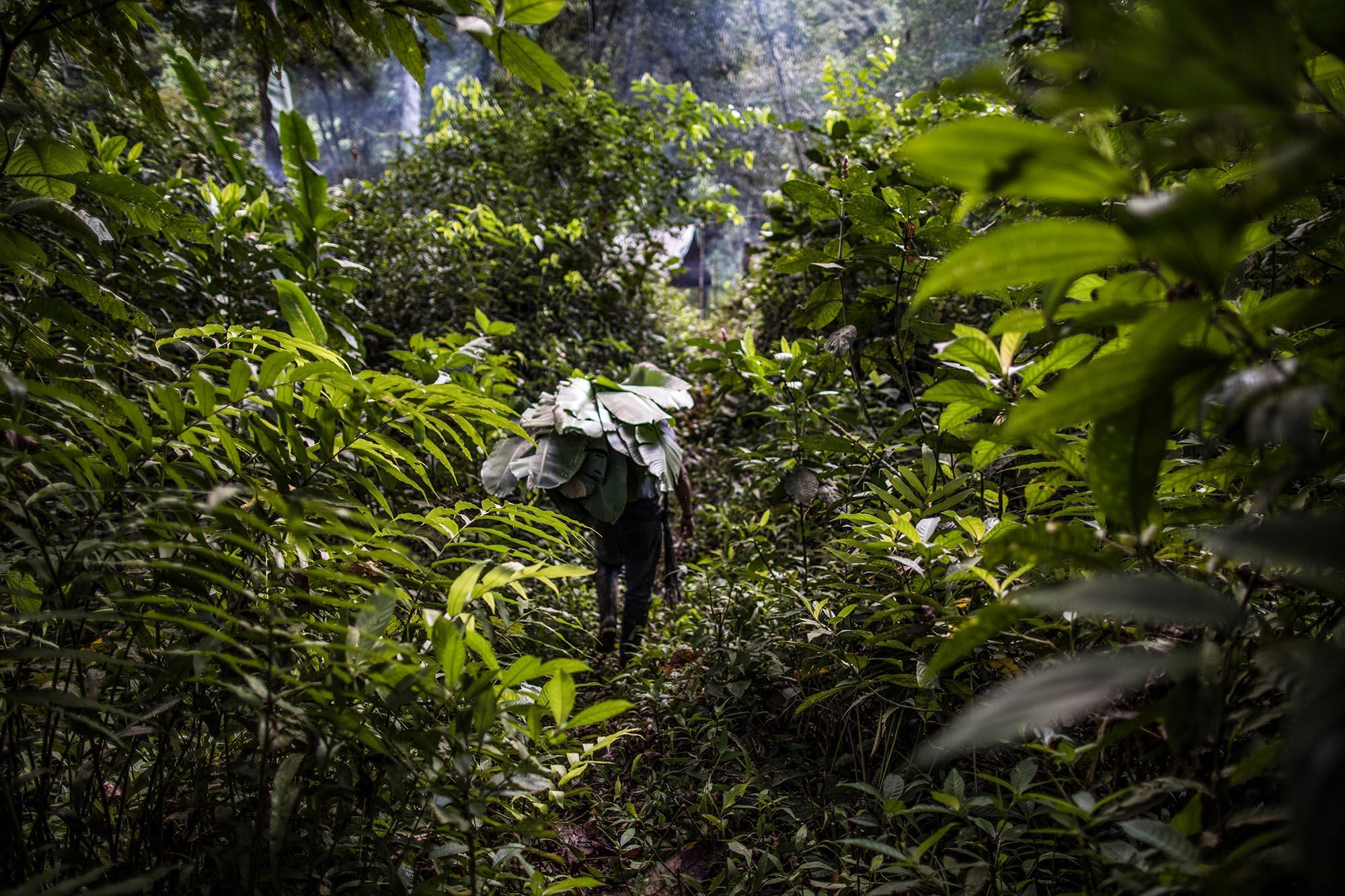 Ecuador, the living forest - For 90%, it is a subsistence economy depending mainly on...