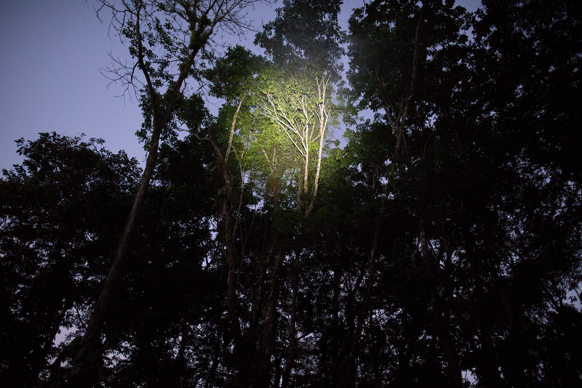 Ecuador, the living forest - 