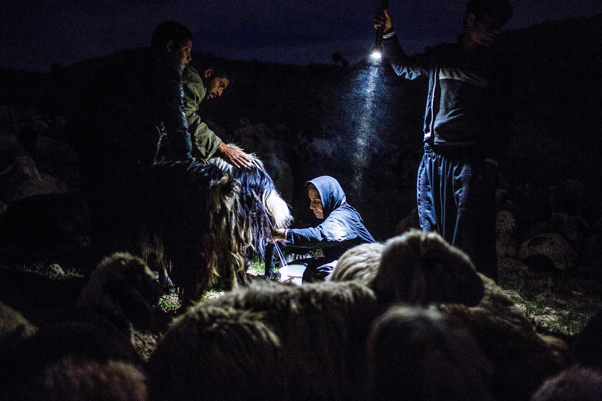 The last & lost nomades of Iran - Sanbar milking the ewes in the middle of the night to...