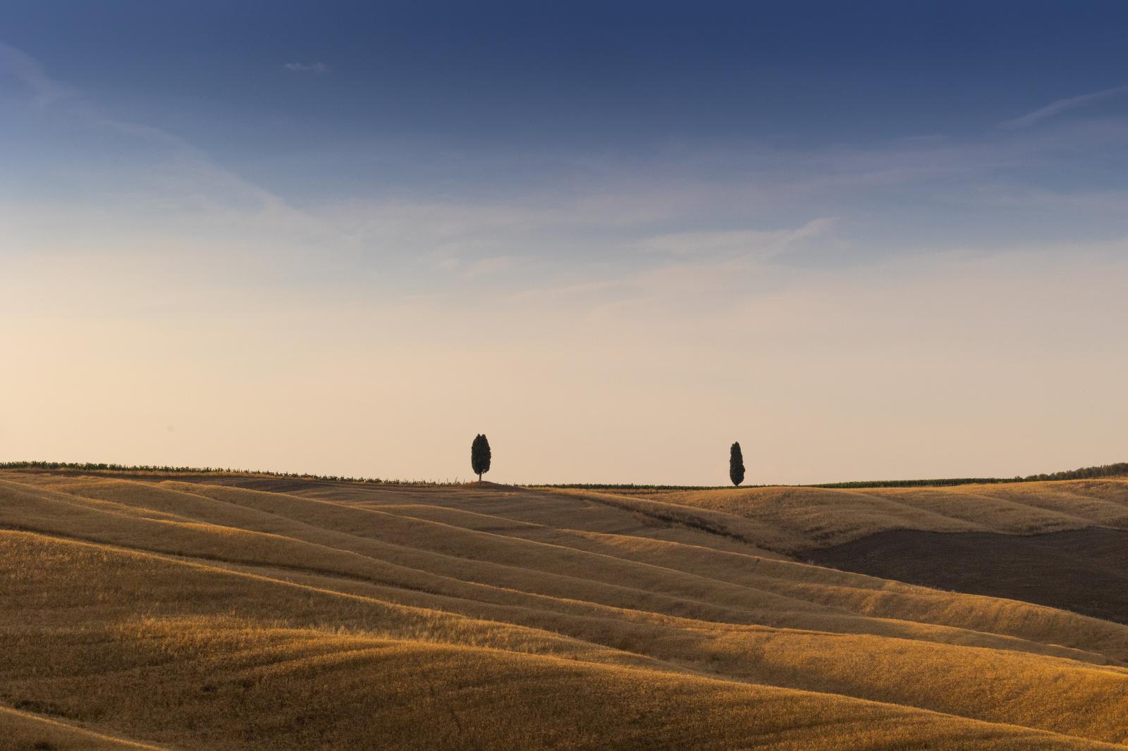 Couple of trees in Tuscany