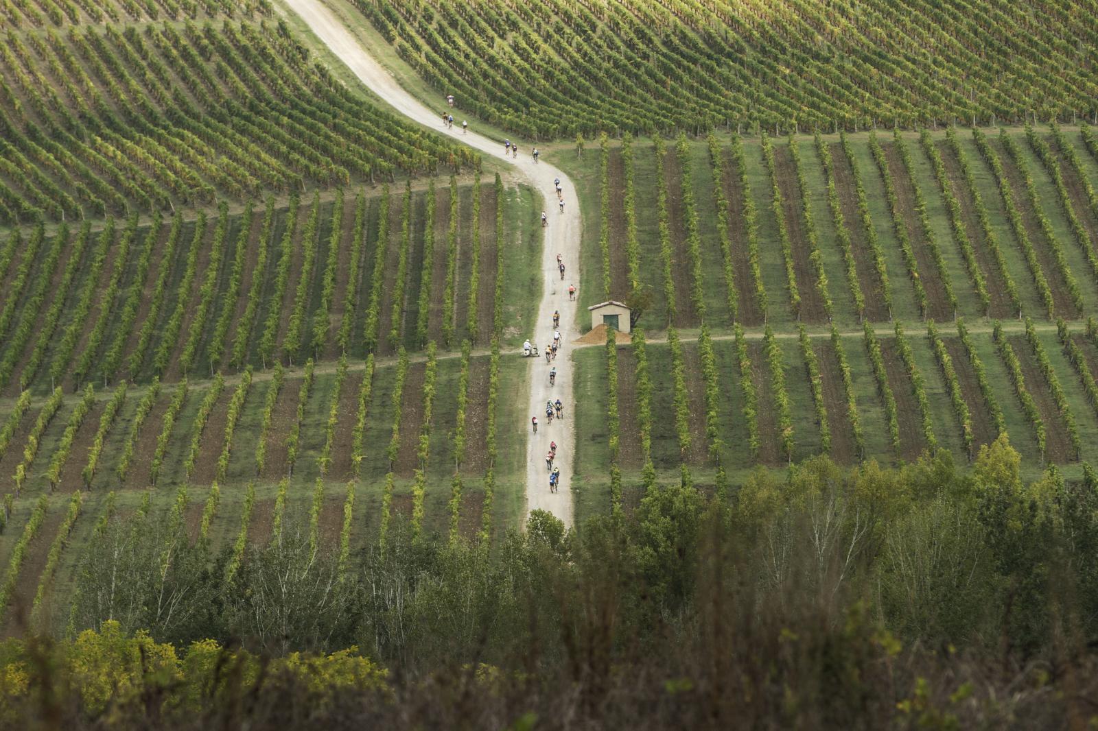 Rough road and vineyards