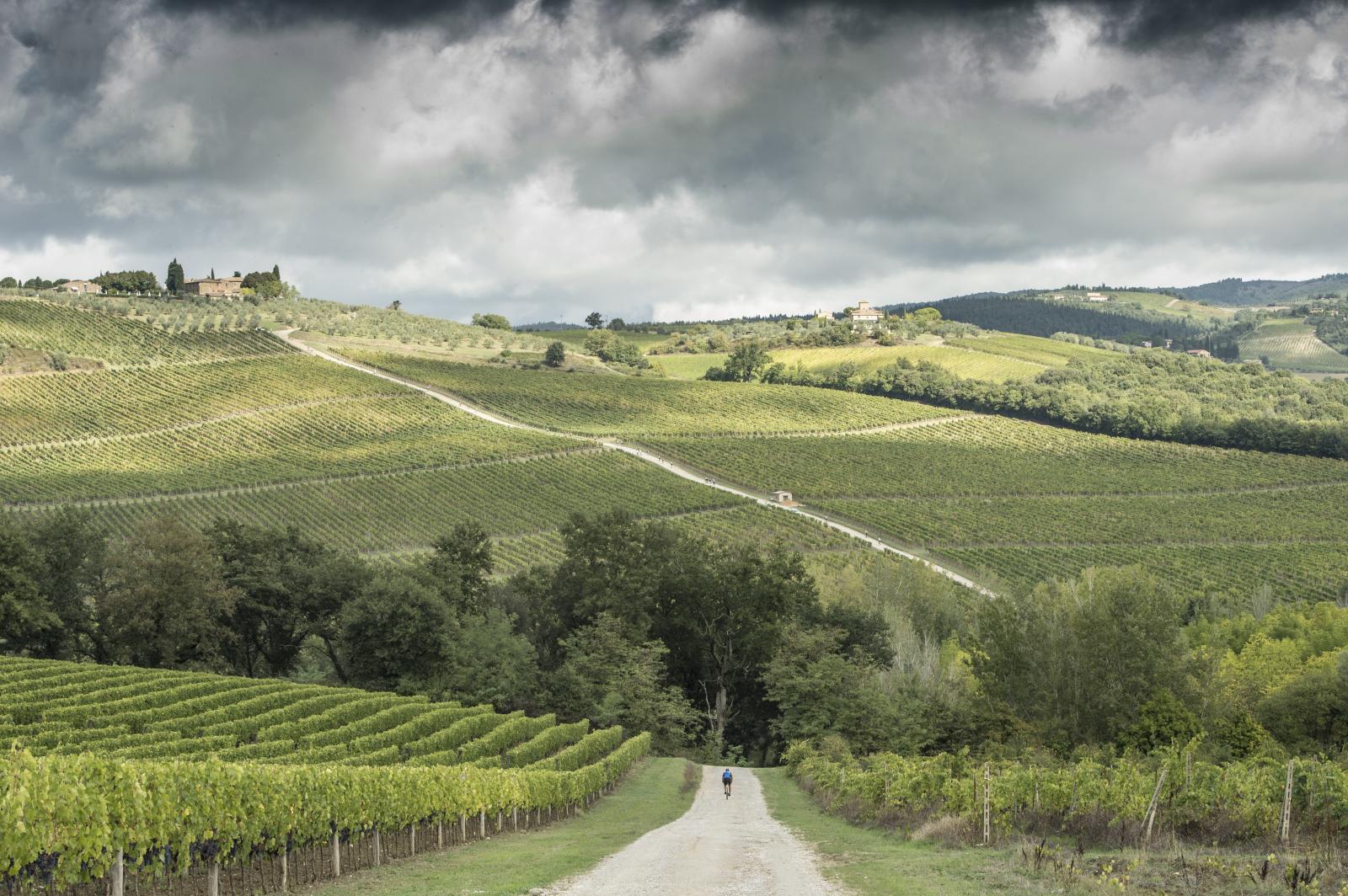 Chiantishire hills and vineyards