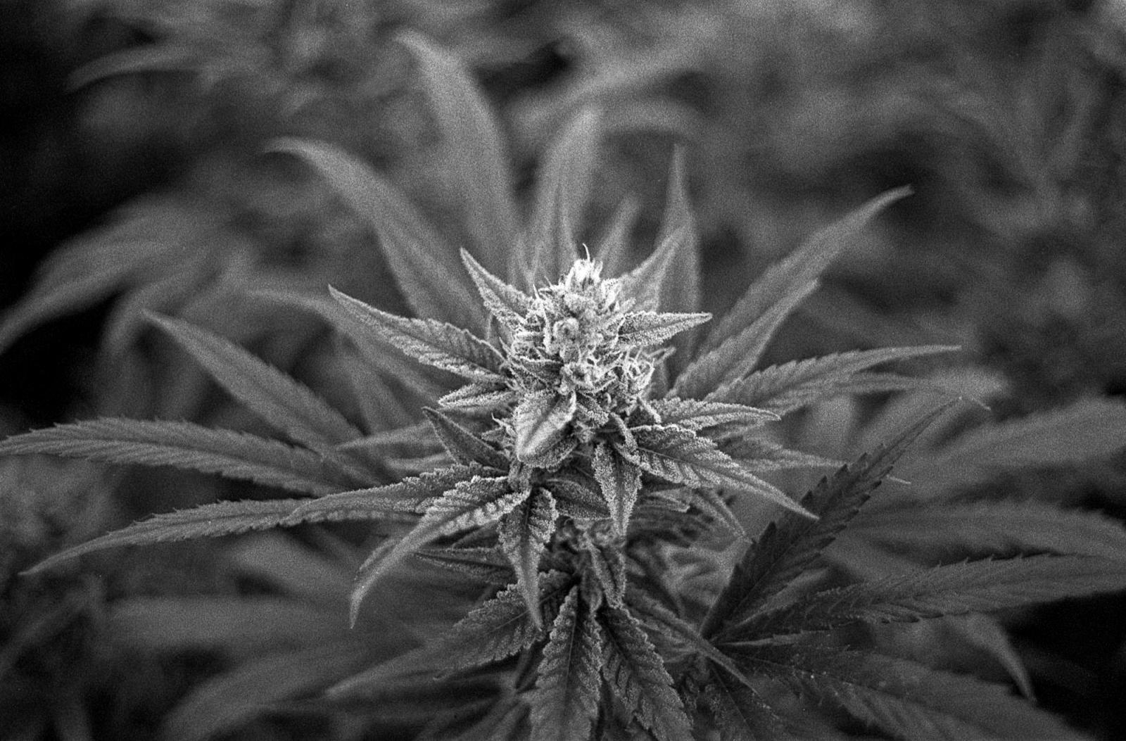 The cannabis flower is the symb...beauty for those who defend it.