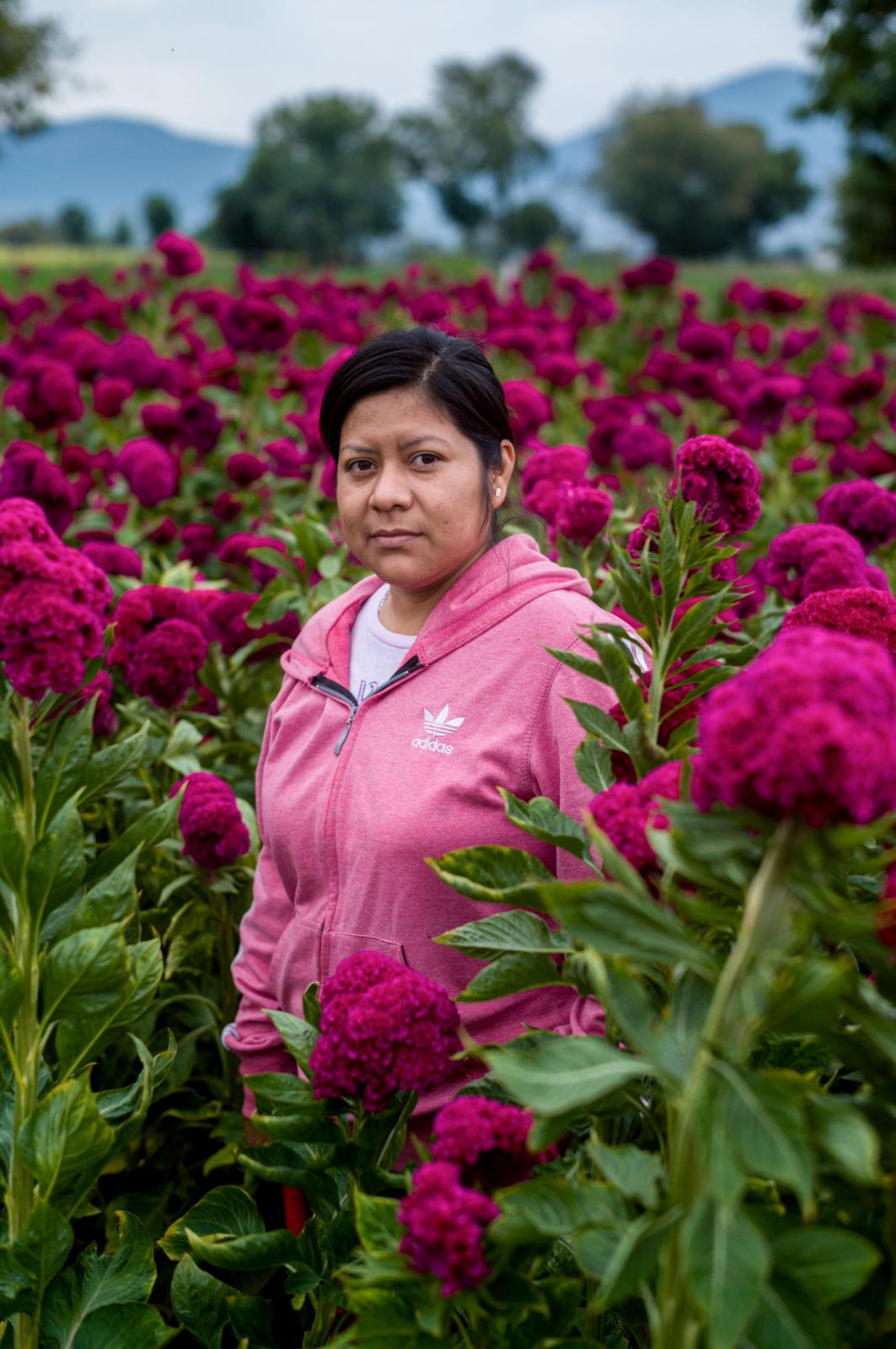 NPR - Meet the families harvesting the flowers that guide souls home on the Day of the Dead