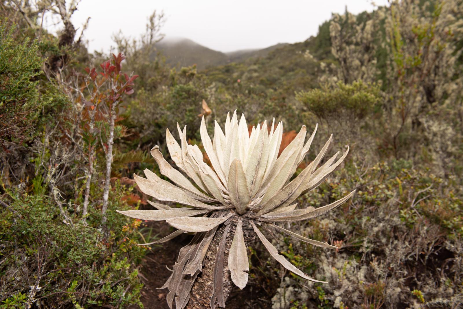 Portrait of a frailejon, an endemic species to the paramo and Andean forest essential for the...