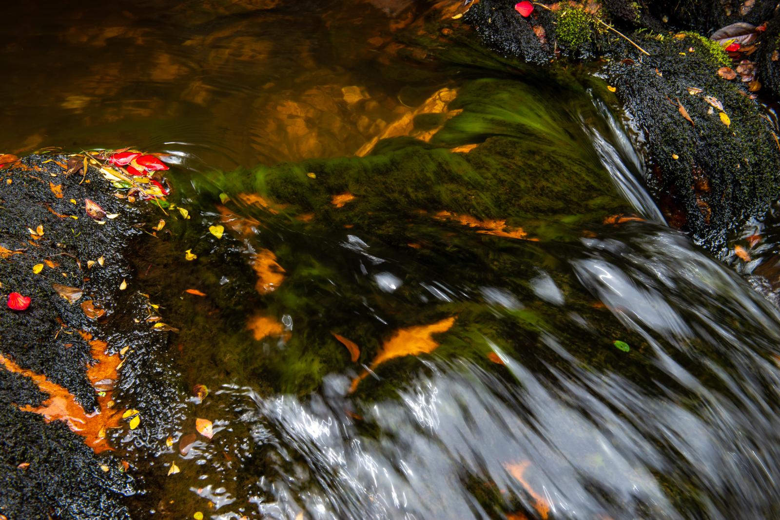Close-up of clean water from the river in the Nature Reserve El Zoque. Guasca, Colombia - April...