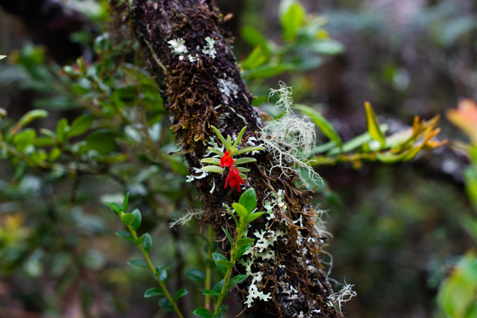 El Zoque - Close-up of an endemic orchid found in the High Andean...