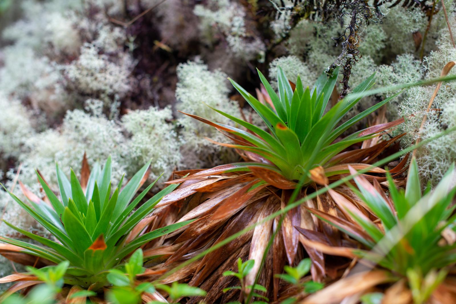 Close-up of an endemic plant found in the RNSC El Zoque and in the region. Guasca, Colombia -...