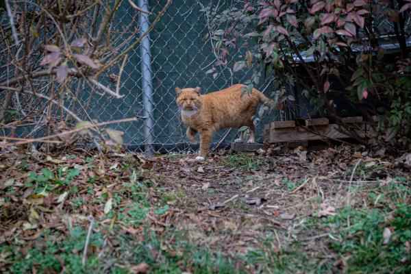 Rusty, The Feral Cat | Buy this image