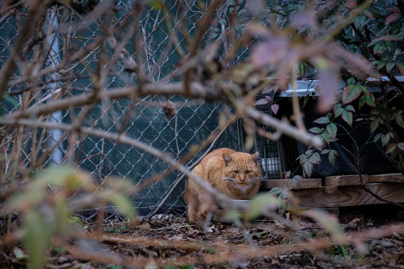 Rusty, The Feral Cat