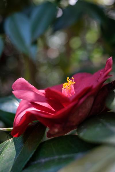 Camellia Japonica | Buy this image
