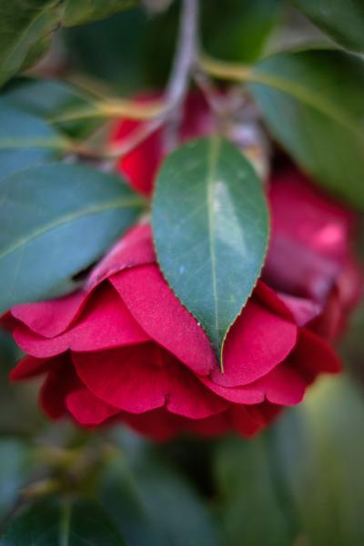 Camellia Japonica | Buy this image