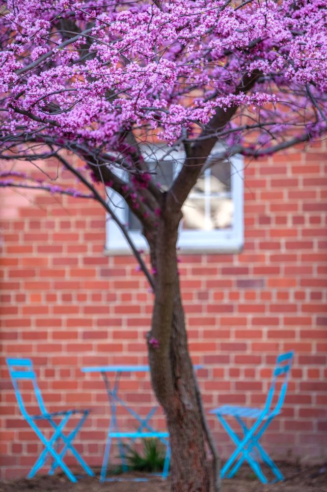 Redbud and Chairs