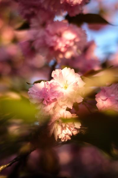 Kwanzan Cherry Blossom | Buy this image