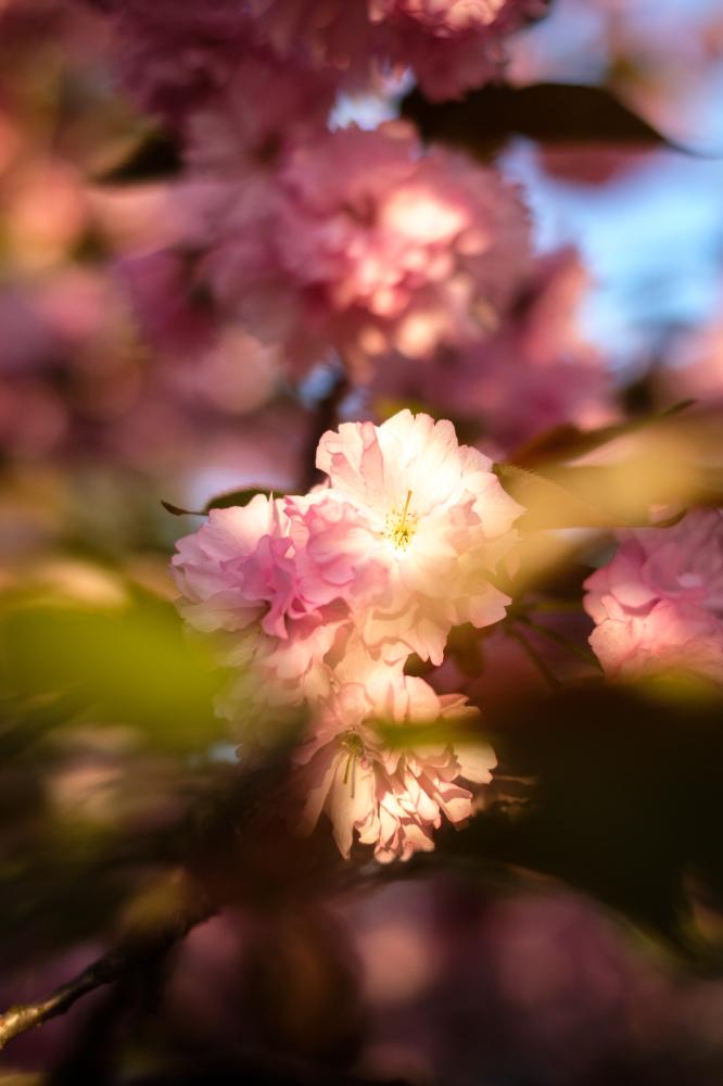 Kwanzan Cherry Blossom