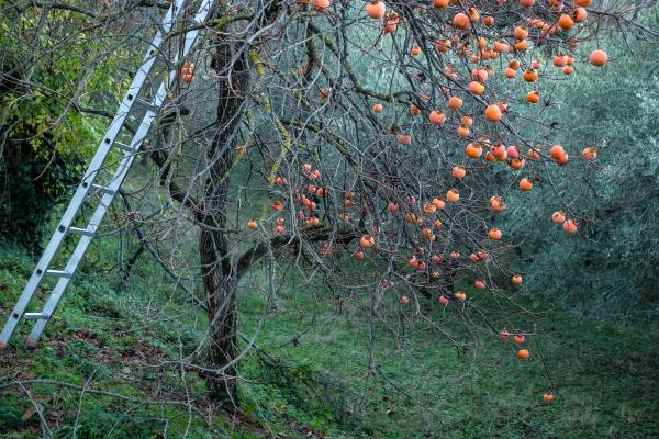 Persimmon Tree in Tuscany | Buy this image