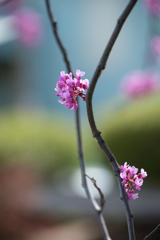 Redbud Blossom