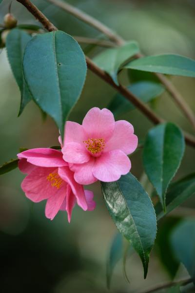 Camellia Blossom | Buy this image