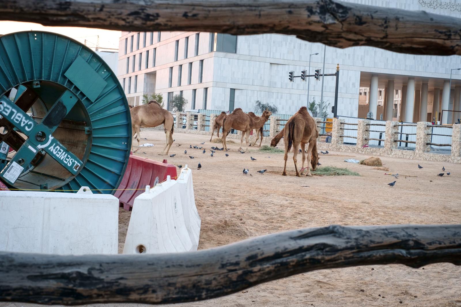 Camels in New Musheireb Neighborhood