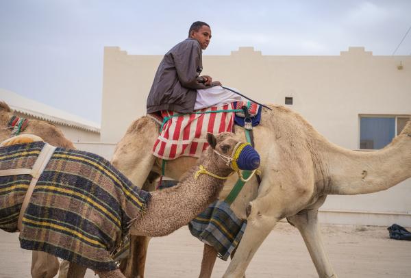 Training Camels at Al Shahaniya Camel Racetrack | Buy this image