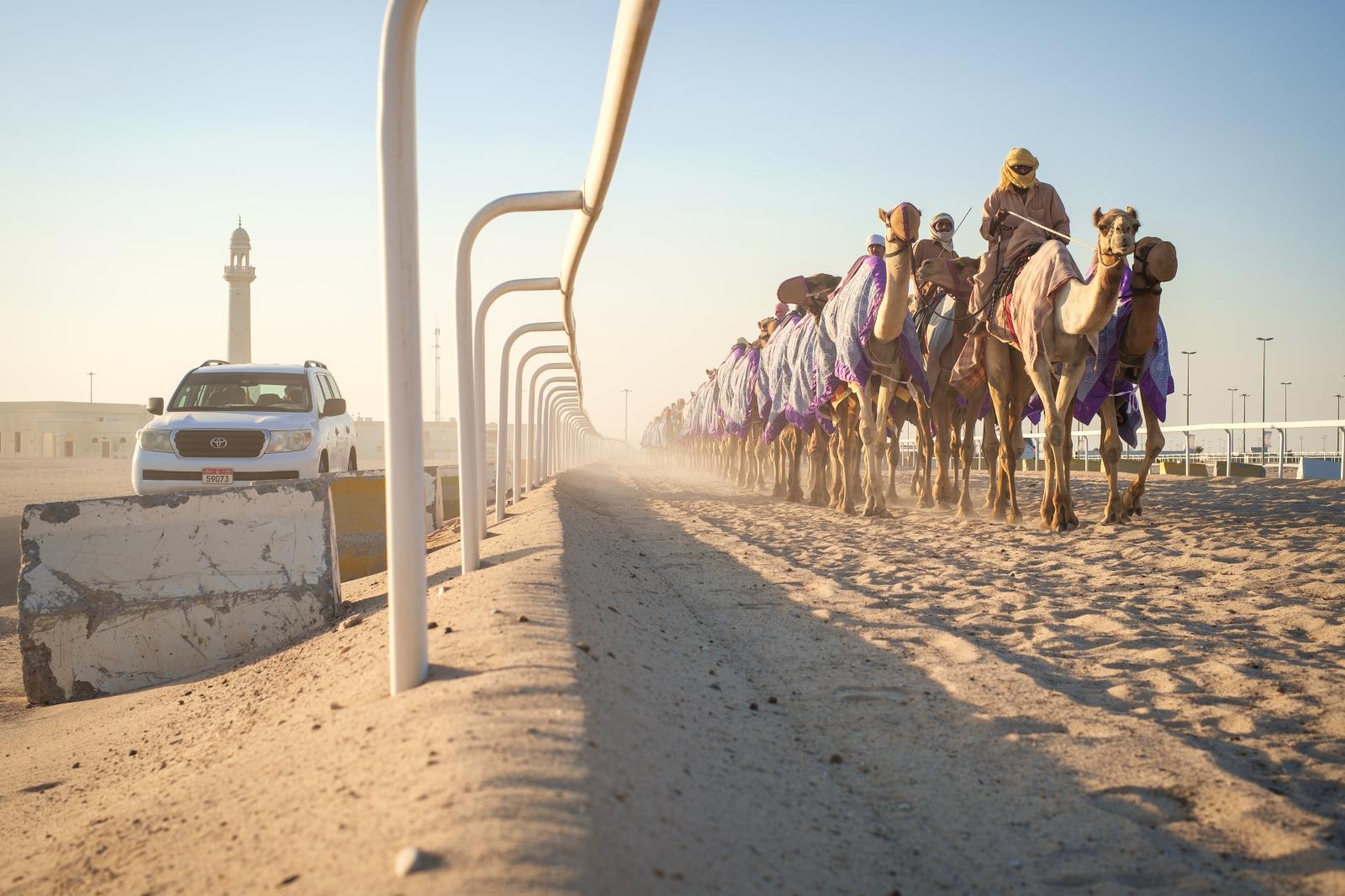 Training Camels at Al Shahaniya Camel Racetrack