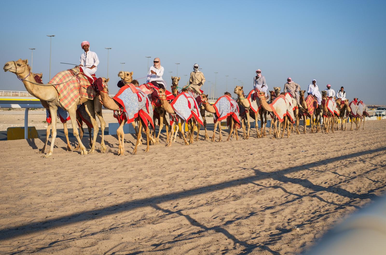 Training Camels at Al Shahaniya Camel Racetrack