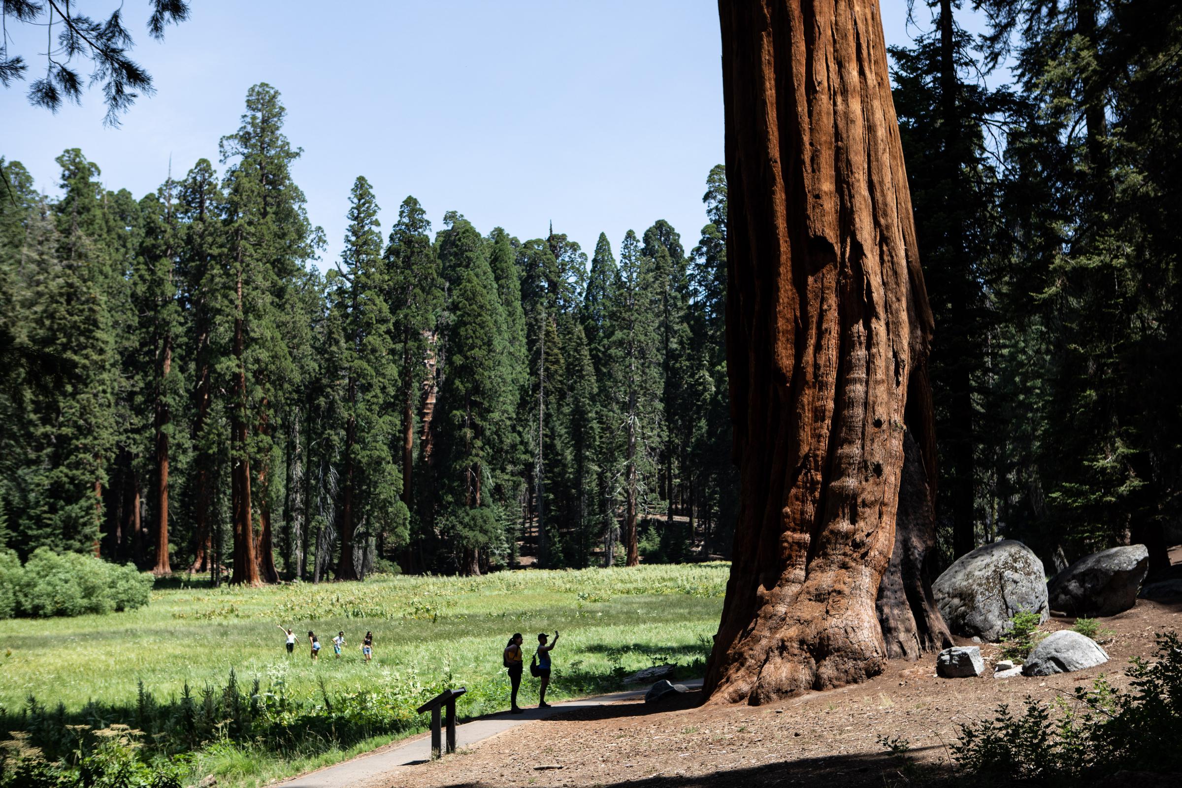 - Sequoia, a year in a burning forest - Park visitor marvel at the size of a giant sequoia on Big...