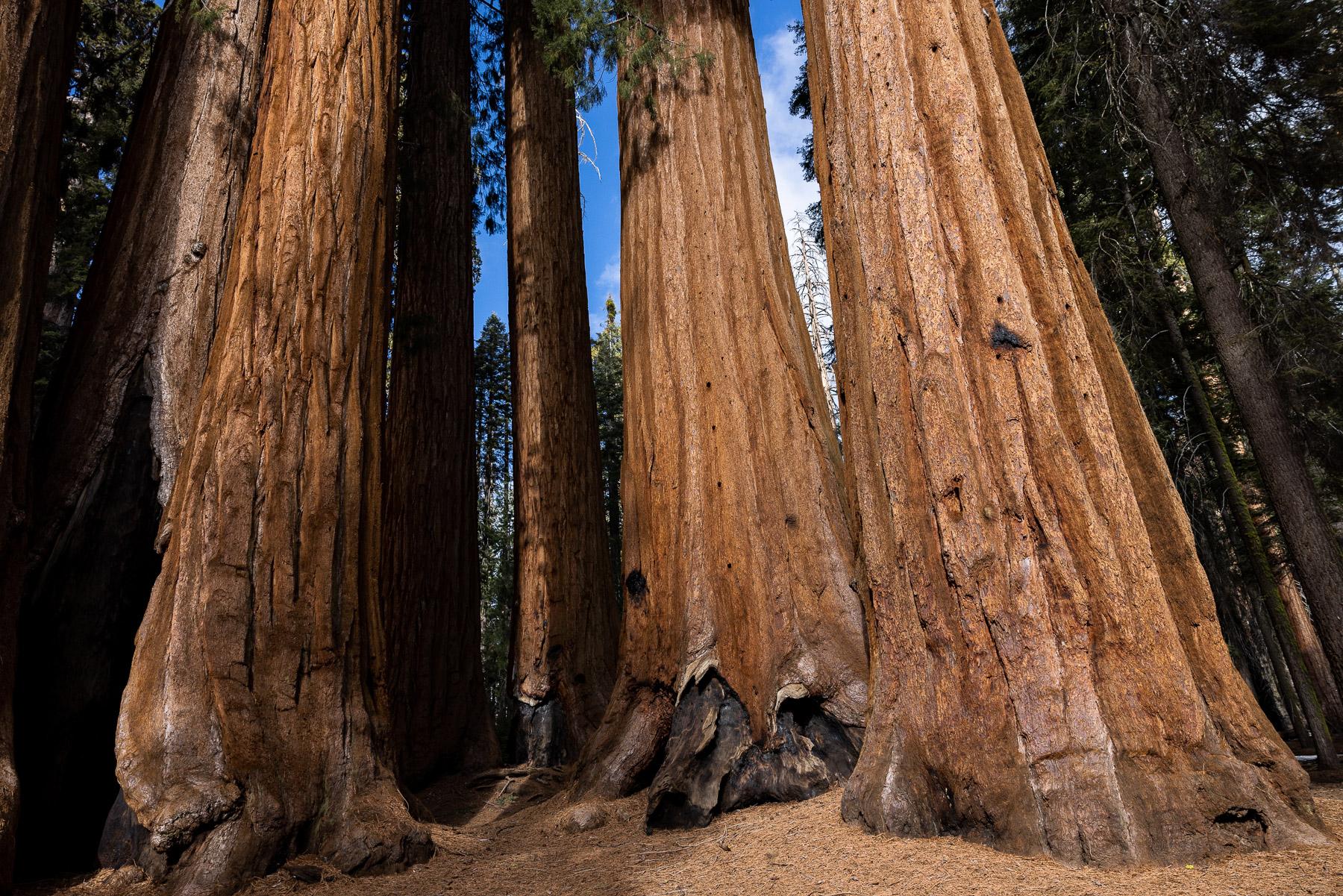 - Sequoia, a year in a burning forest - The Parker group in Giant forest Sequioa national park.