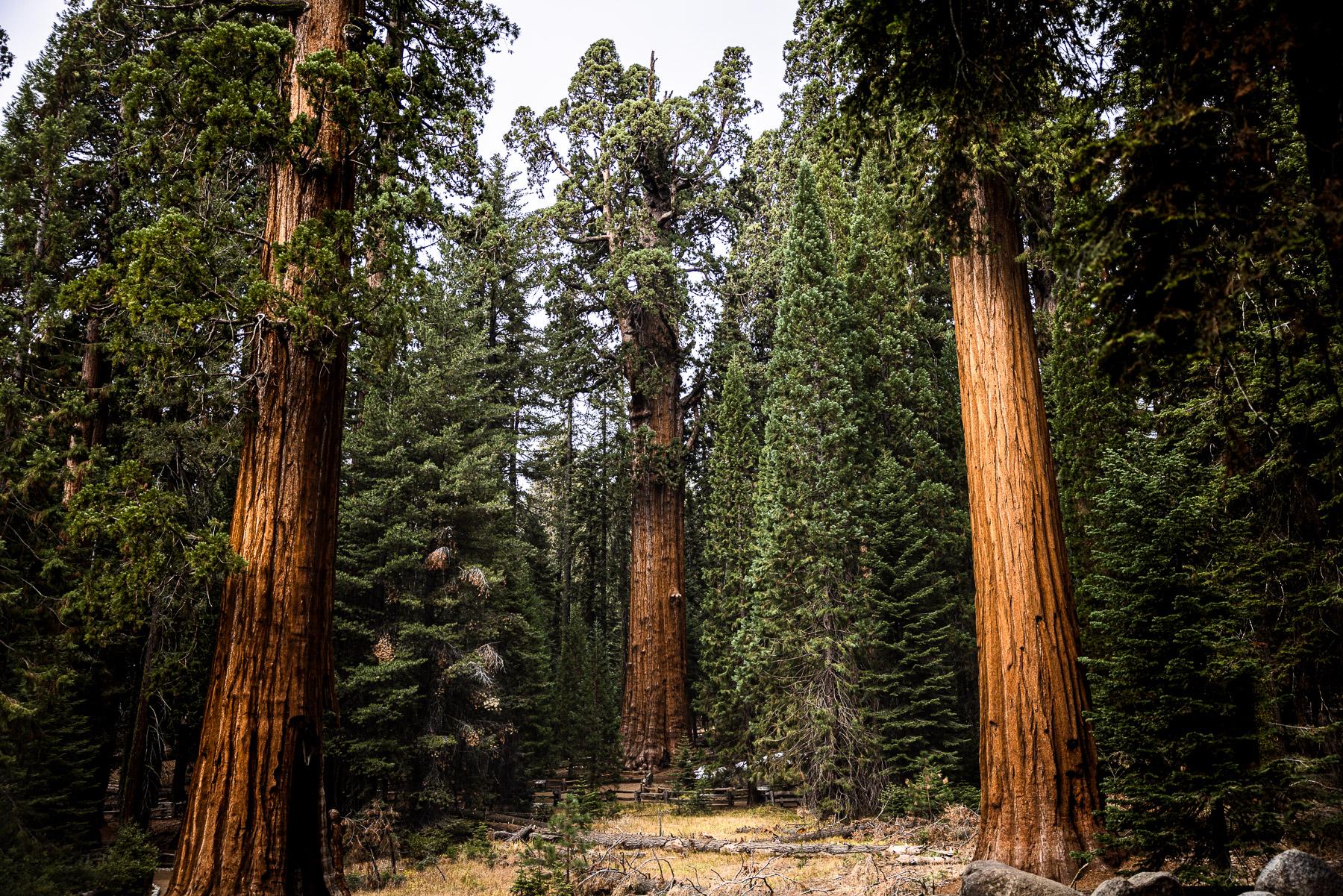 - Sequoia, a year in a burning forest - The General Sherman tree—quite possibly the most...