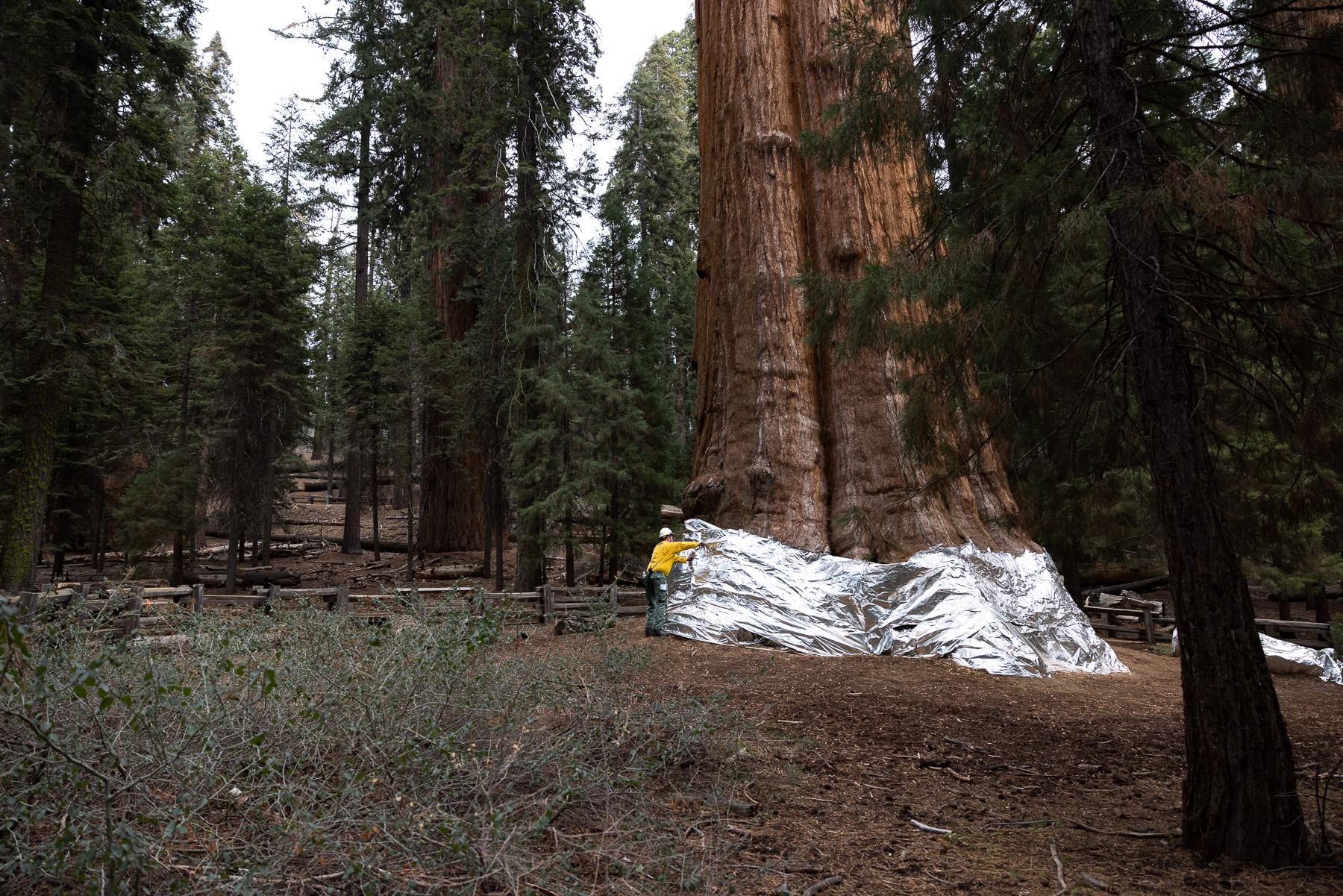 - Sequoia, a year in a burning forest - A protective layer helped -  As the KNP Complex Fire...
