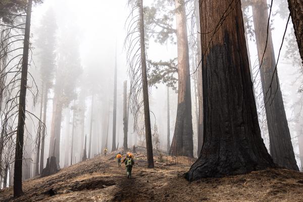 - Sequoia, a year in a burning forest