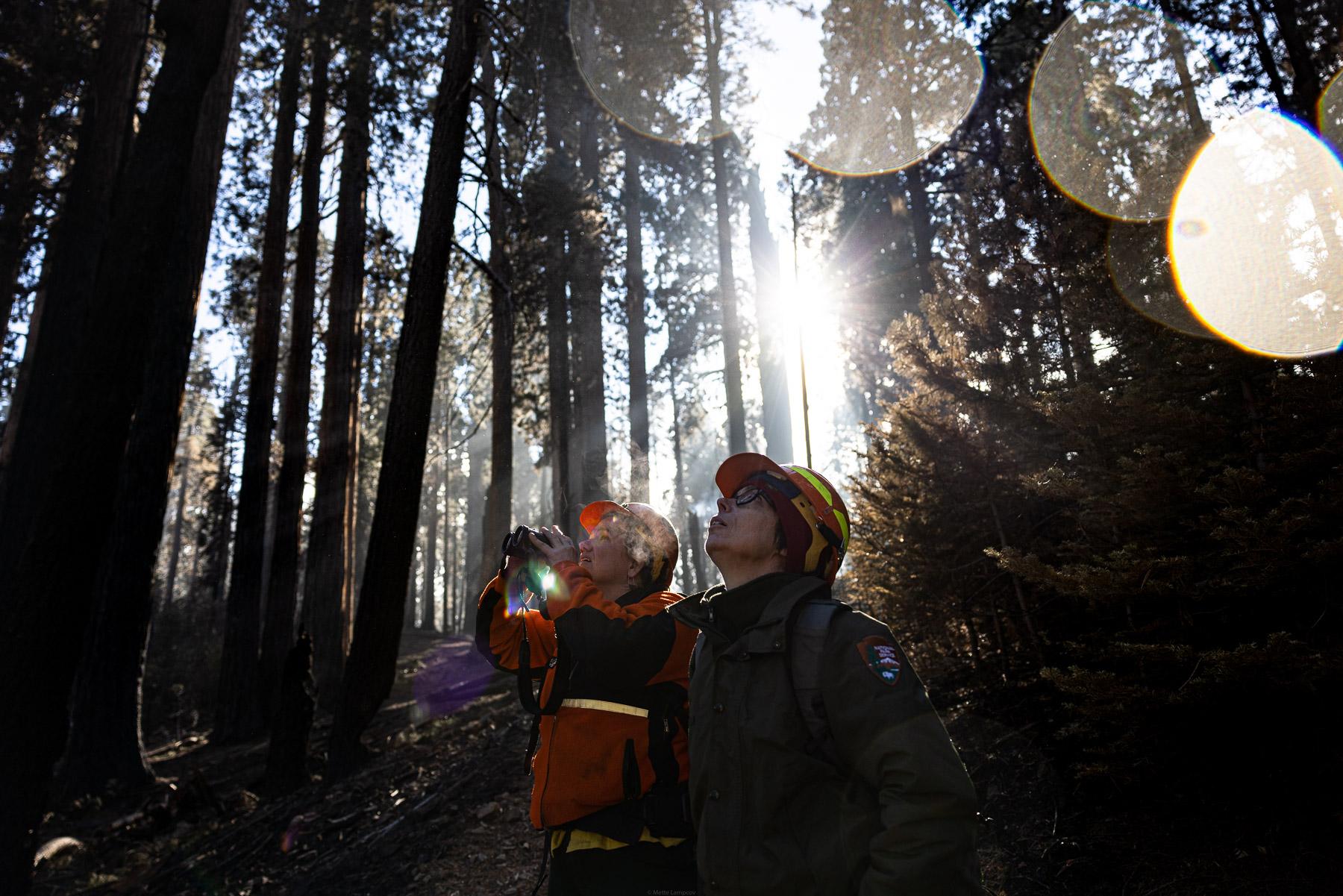 - Sequoia, a year in a burning forest - “The big trees were healthy” While Sequoia...