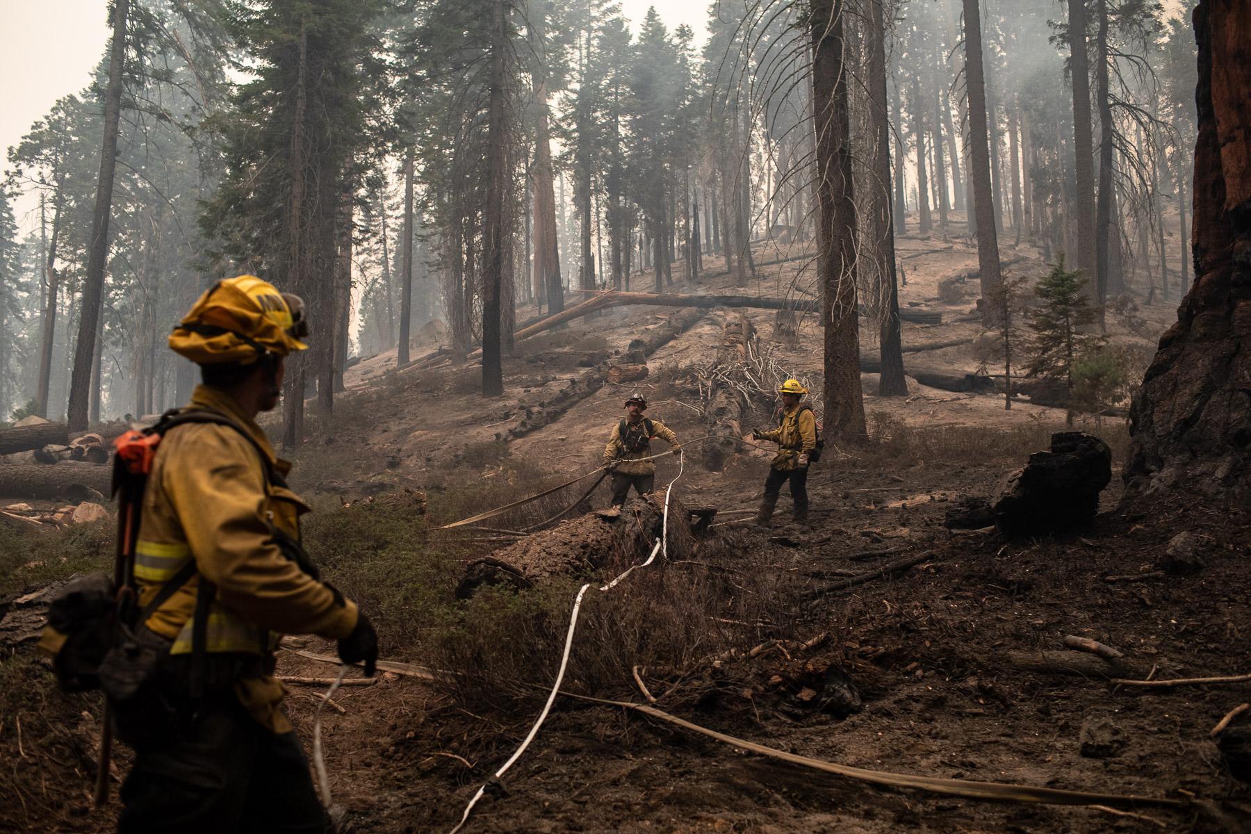 - Sequoia, a year in a burning forest - Fire fighters are setting up watering/irrigation to try...