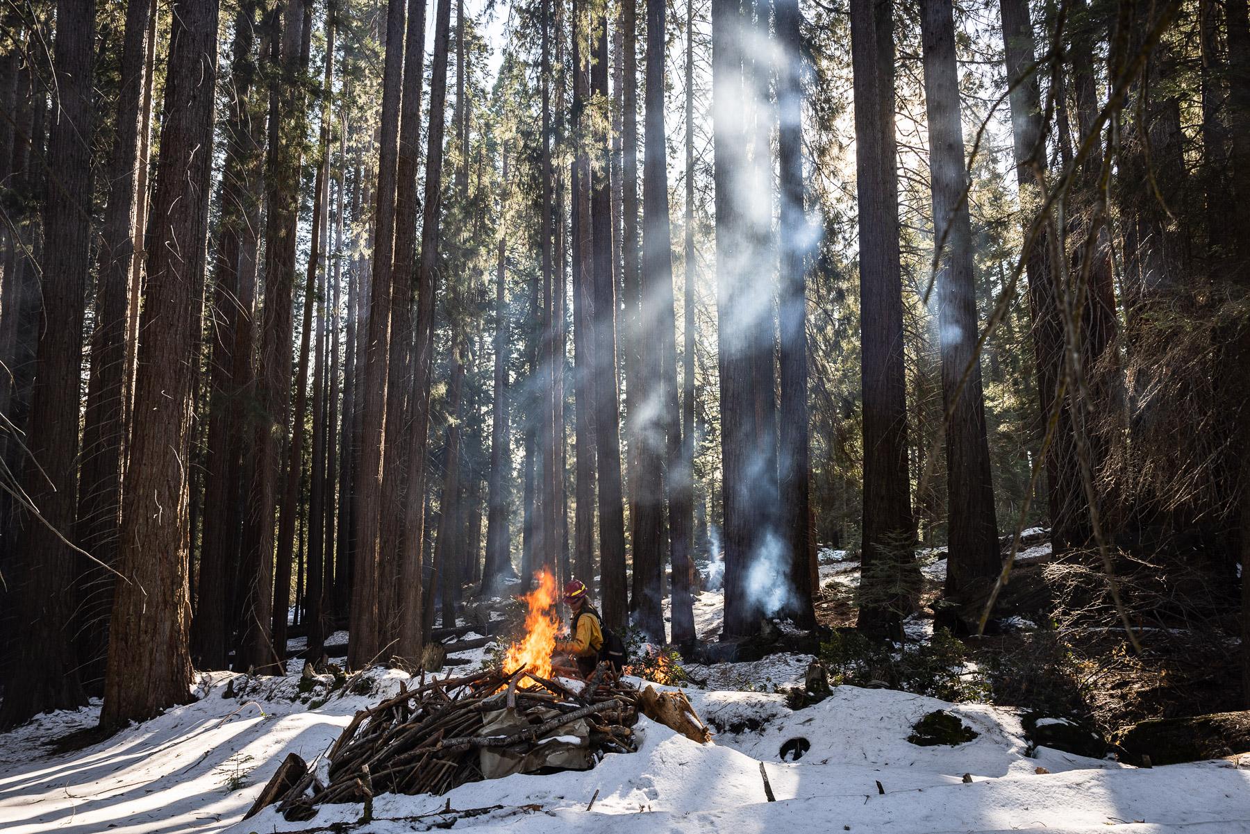 - Sequoia, a year in a burning forest - Fire crews in Big Stump Grove rake fallen tree branches...
