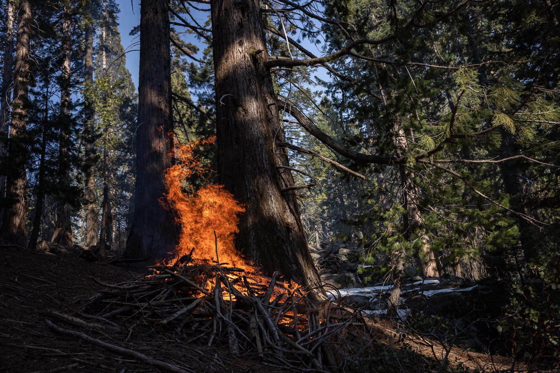 - Sequoia, a year in a burning forest - A pile fire burning.