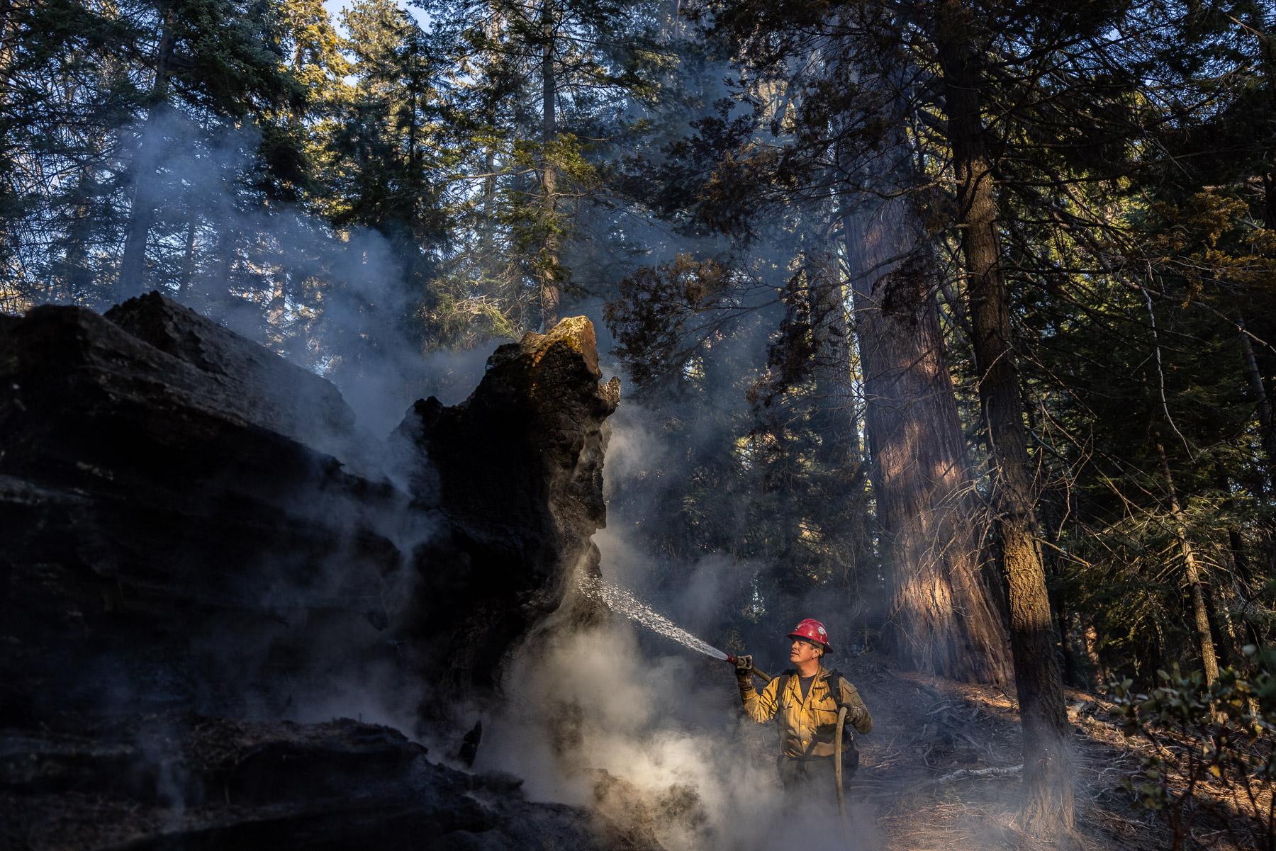 - Sequoia, a year in a burning forest - An old sequoia stomp catches fire.
